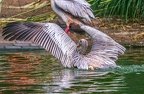 0047-gannet pelican