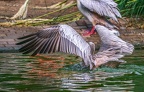 0049-gannet pelican