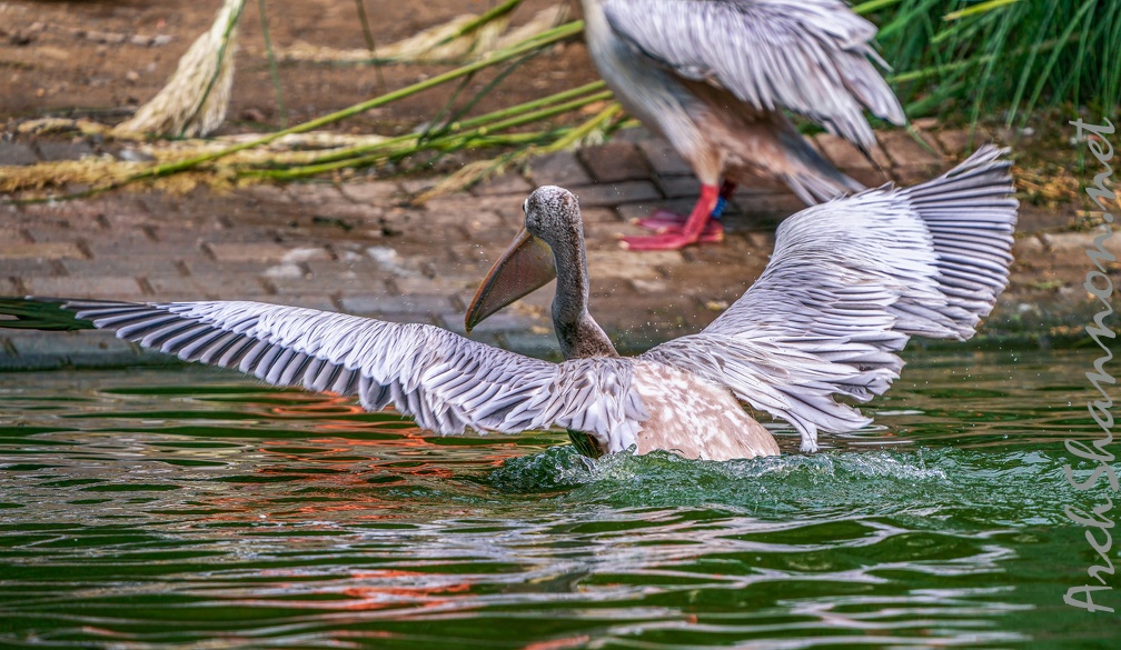 0050-gannet pelican