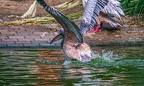 0051-gannet pelican