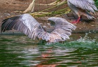 0052-gannet pelican