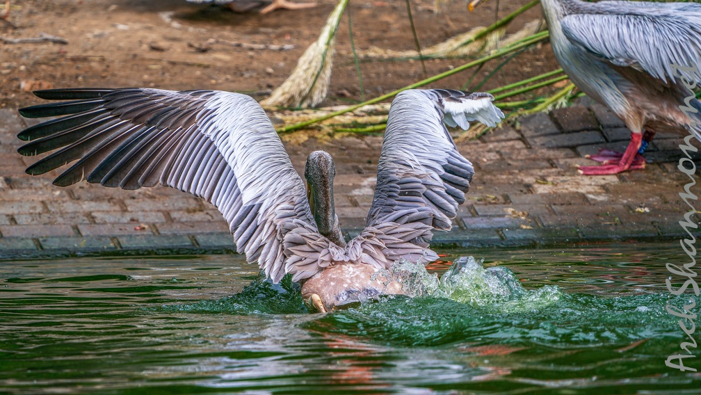 0054-gannet pelican