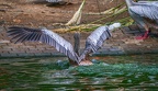 0055-gannet pelican