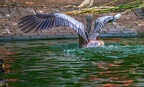 0056-gannet pelican