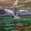 0057-gannet pelican