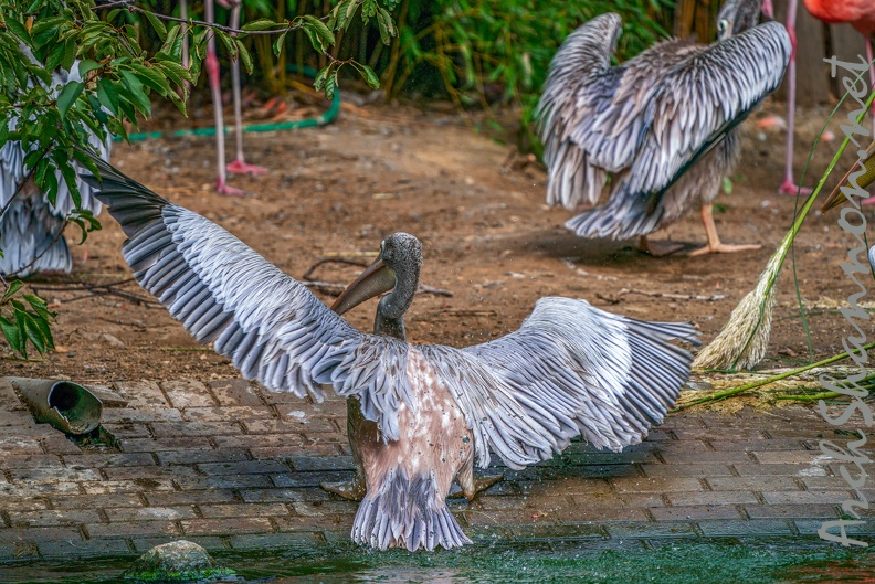 0058-gannet pelican.jpg