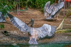 0058-gannet pelican