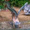 0059-gannet pelican