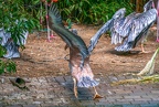 0059-gannet pelican