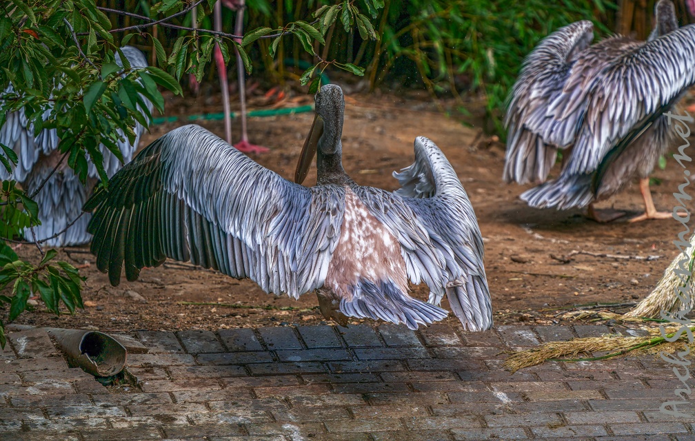 0060-gannet pelican
