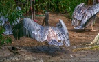 0060-gannet pelican