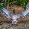 0061-gannet pelican