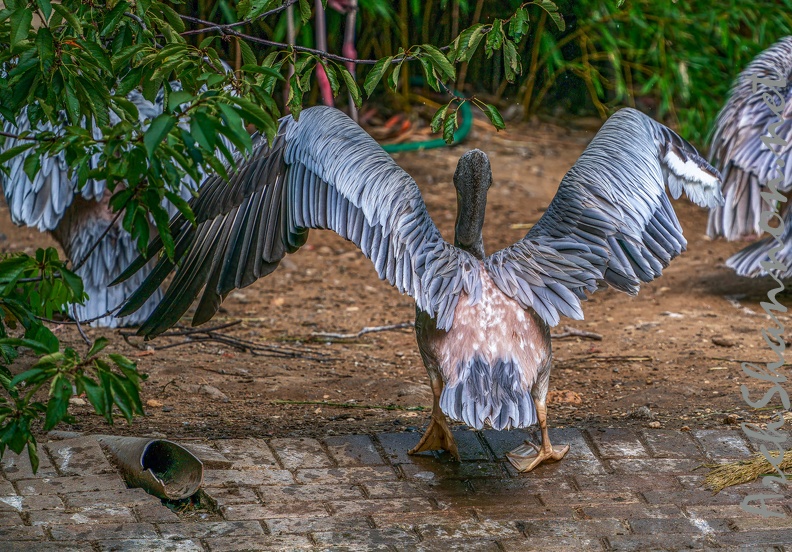 0062-gannet pelican.jpg