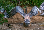 0062-gannet pelican
