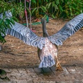 0063-gannet pelican