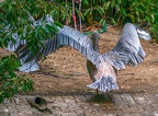 0064-gannet pelican