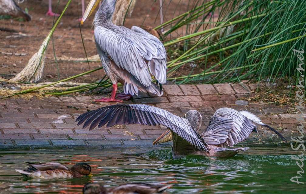 0065-gannet pelican