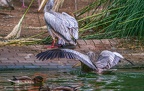 0065-gannet pelican