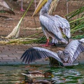 0067-gannet pelican