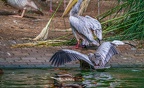 0067-gannet pelican