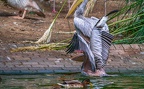0068-gannet pelican