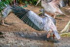 0072-gannet pelican
