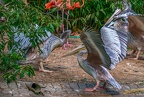 0077-gannet pelican