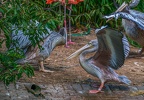0079-gannet pelican