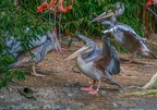 0085-gannet pelican