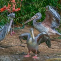 0087-gannet pelican