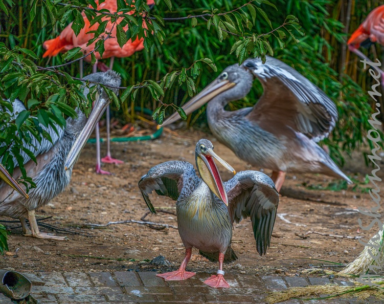 0088-gannet pelican.jpg