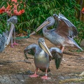 0089-gannet pelican