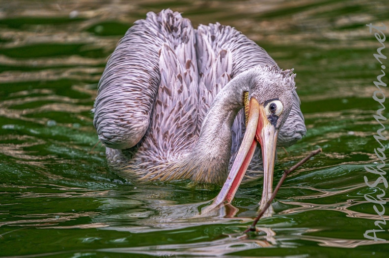 0090-gannet pelican