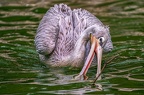0090-gannet pelican