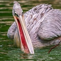 0091-gannet pelican