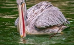 0092-gannet pelican
