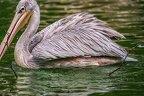 0093-gannet pelican
