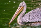 0094-gannet pelican
