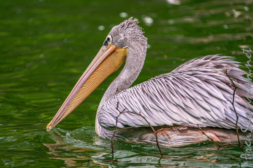 0095-gannet pelican