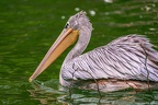 0095-gannet pelican