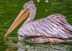 0096-gannet pelican