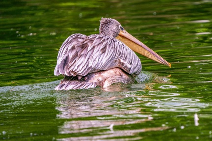 0097-gannet pelican