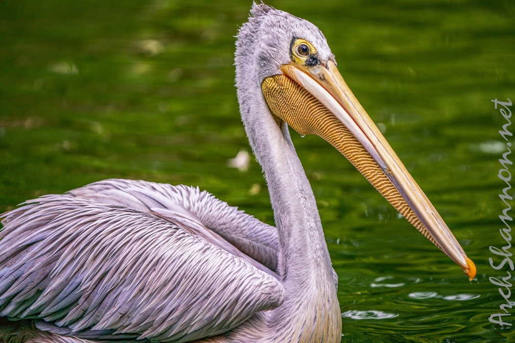 0098-gannet pelican