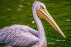 0098-gannet pelican
