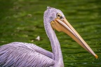 0099-gannet pelican