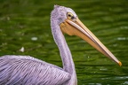0100-gannet pelican