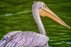 0103-gannet pelican