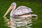 0104-gannet pelican
