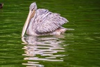 0105-gannet pelican