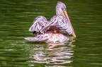 0109-gannet pelican